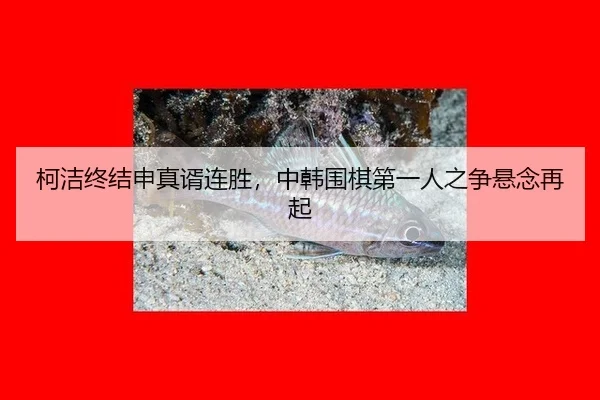 柯洁终结申真谞连胜，中韩围棋第一人之争悬念再起
